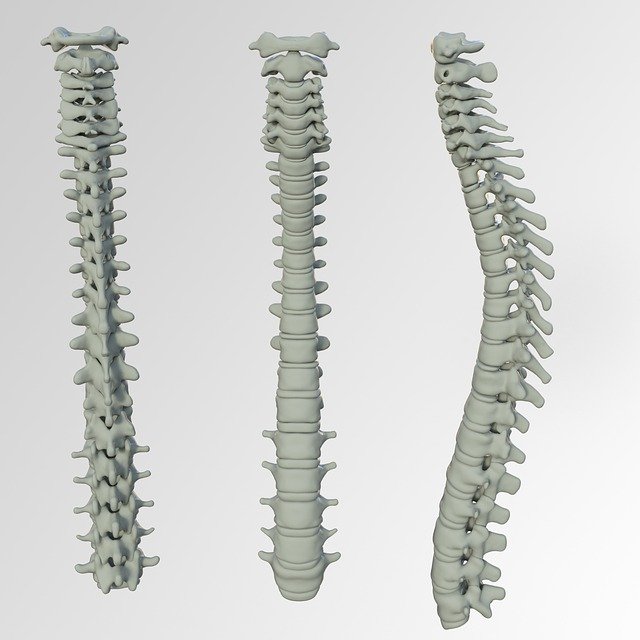disco vertebral