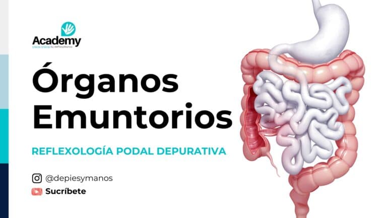 ¿QUÉ ES UN ÓRGANO EMUNTORIO? REFLEXOLOGÍA PODAL DEPURATIVA