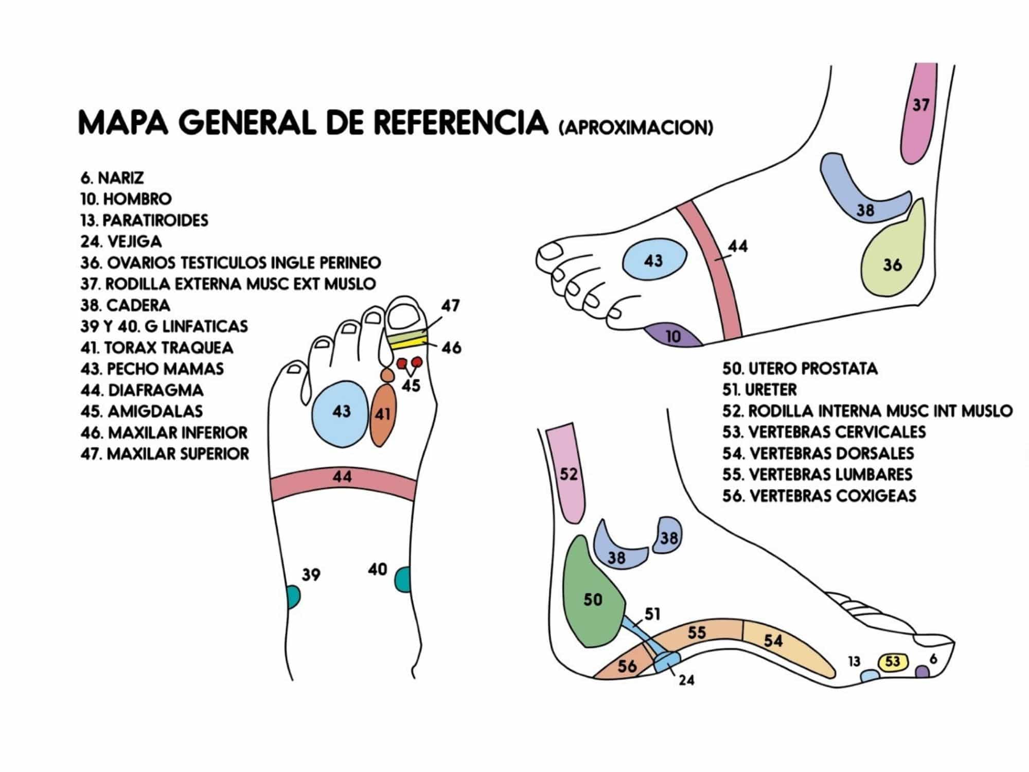 Mapa de zonas reflejas del pie - Vista lateral y dorsal