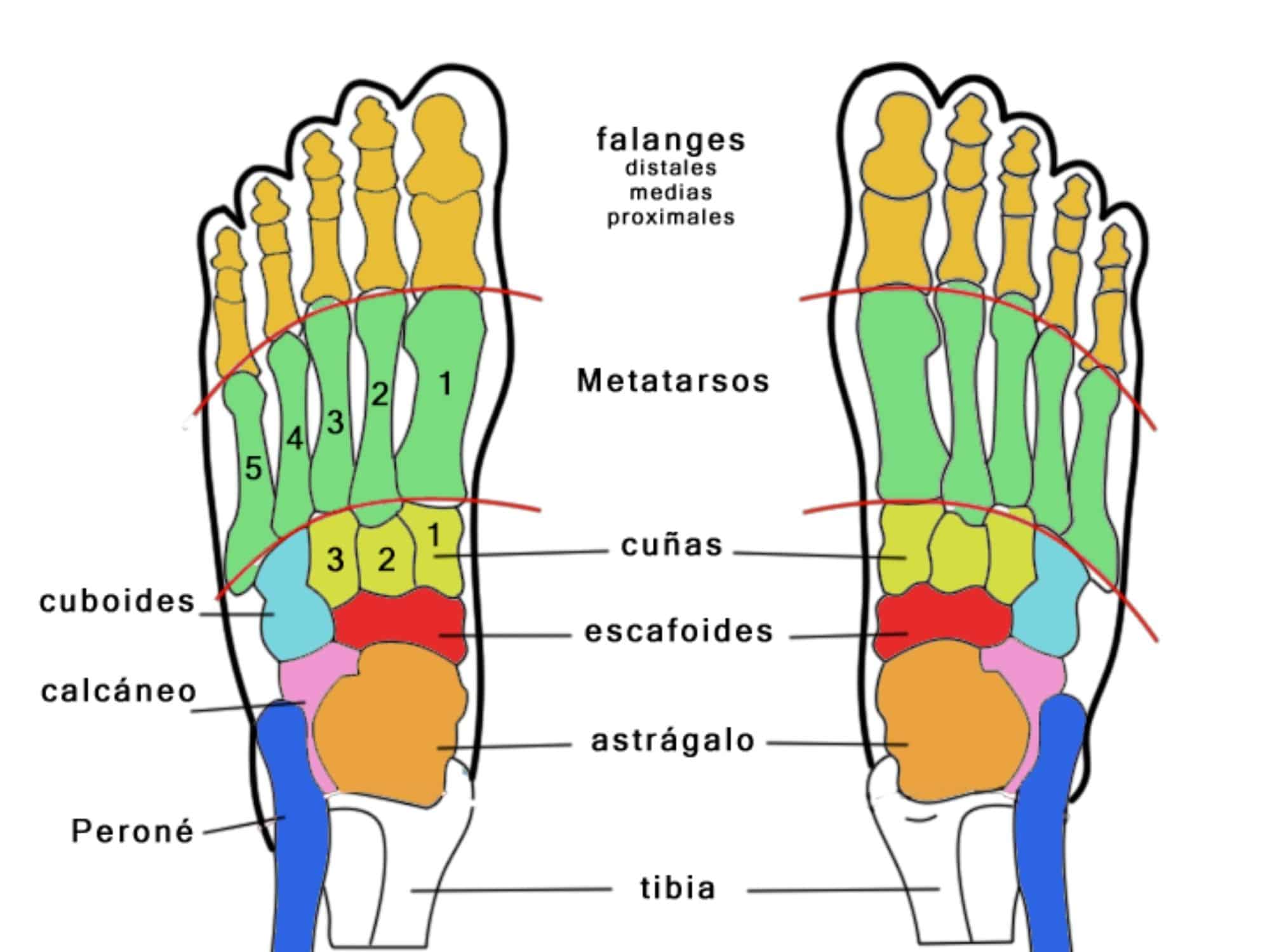 Huesos del pie - Anatomia